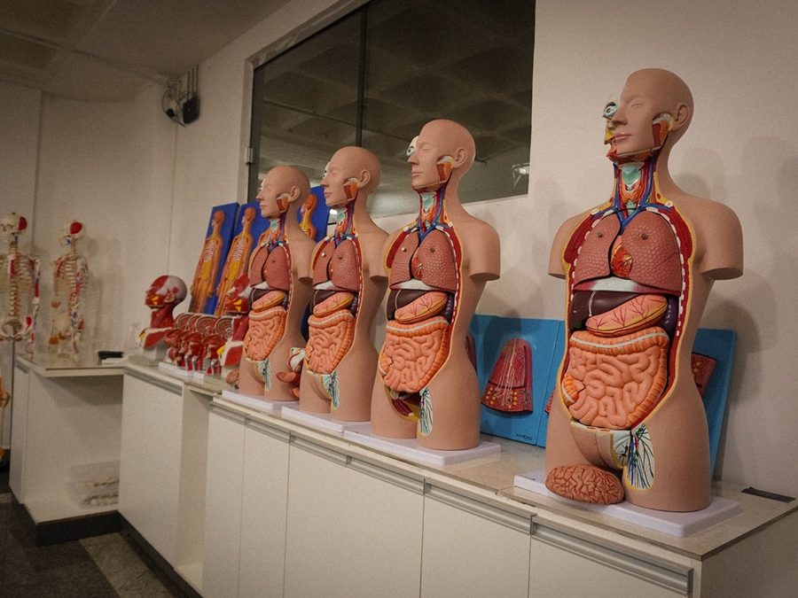Anatomia & Morfologia — FAAr
